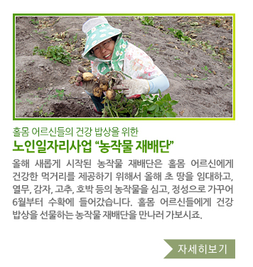 홀몸 어르신들의 건강한 밥상을 위한 노인일자리사업 “농작물 재배단” - 올해 새롭게 시작된 농작물 재배단은 홀몸 어르신에게 건강한 먹거리를 제공하기 위해서 올해 초 땅을 임대하고, 열무, 감자, 고추, 호박 등의 농작물을 심고, 정성으로 가꾸어 6월부터 수확에 들어갔습니다. 홀몸 어르신들에게 건강 밥상을 선물하는 농작물 재배단을 만나러 가보시죠.